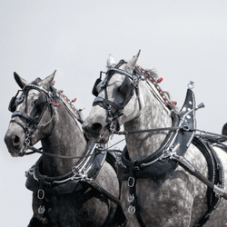 Draft Horse Show