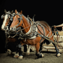 Pulling horses