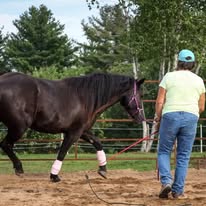 horse and woman doing groundwork