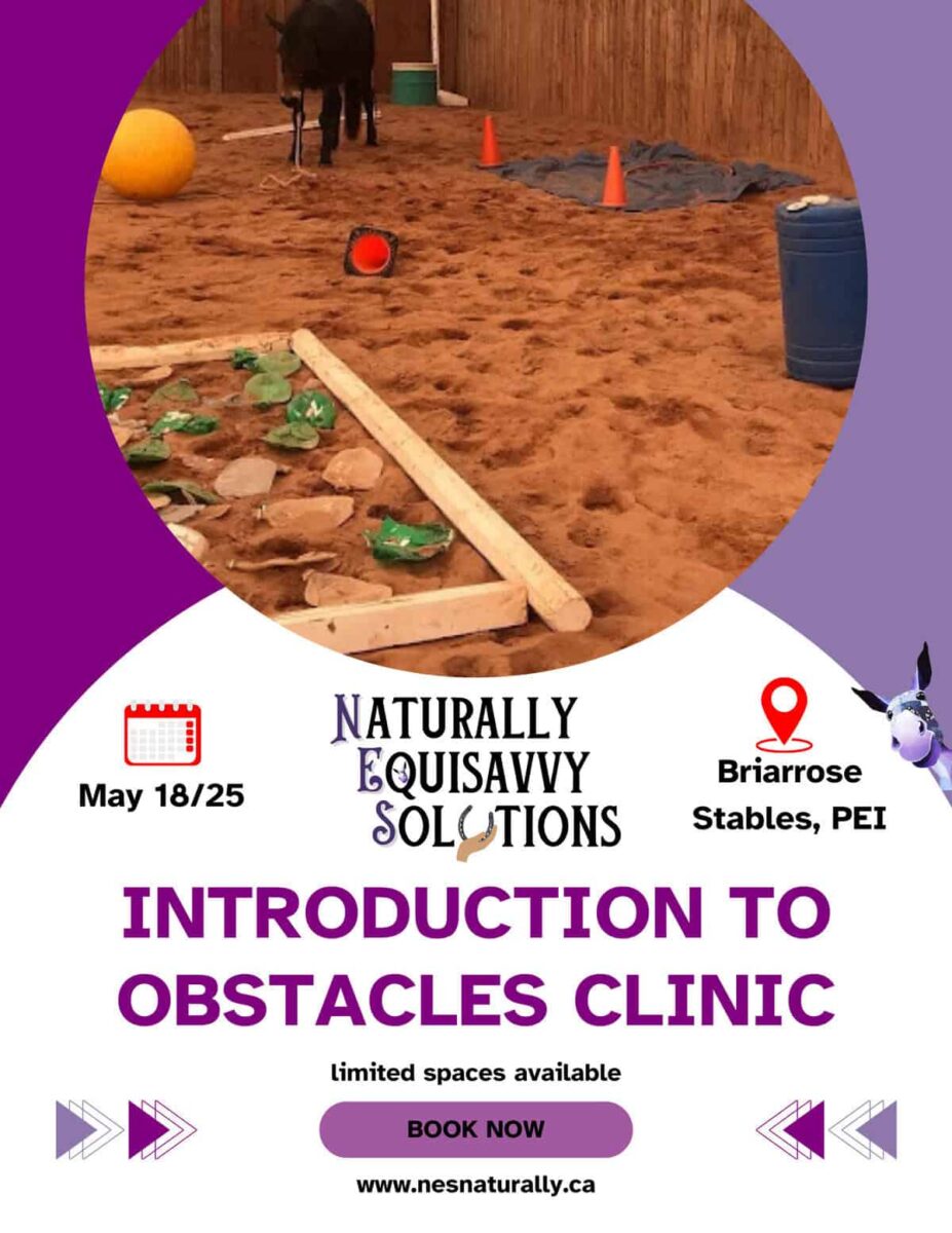 Intro To Obstacles Clinic Flyer
